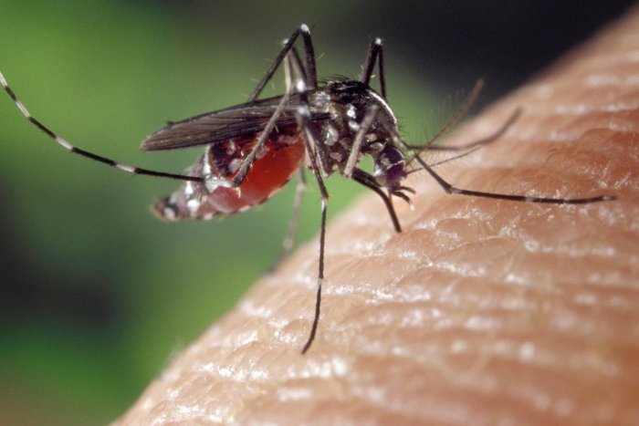 Estos son algunos de los virus que atraen a los mosquitos