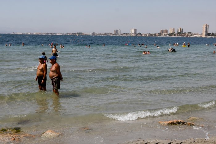 La ostra plana puede filtrar el exceso de nutrientes del Mar Menor y salvarlo