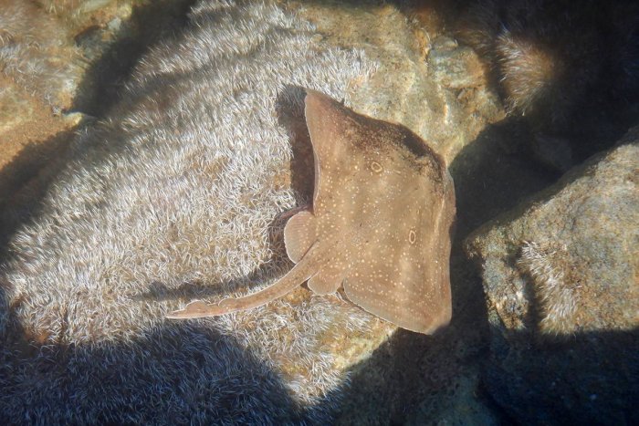 Tiburones y rayas en peligro de extinción se capturan en áreas protegidas