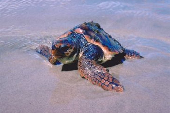 ¿Por qué cada vez hay más tortugas en las playas de Catalunya?