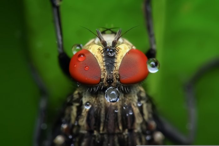 La mosca del olivo, una plaga de elevada diversidad genética