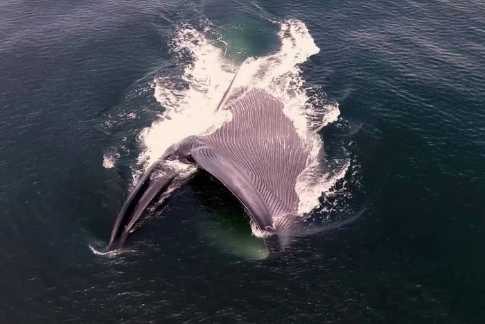 Las ballenas ingieren hasta 10 millones de microplásticos al día en los mares