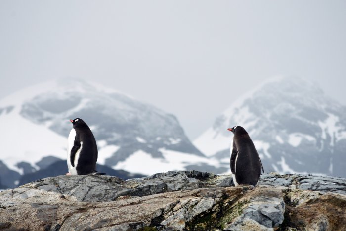 El cambio climático y sus efectos en los pingüinos antárticos