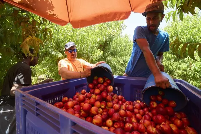 El Gobierno aprueba la contratación de 700 temporeros colombianos para el campo en Lleida y Balears