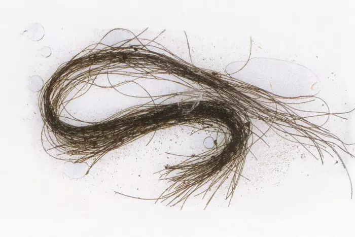 El mechón de pelo que muestra cómo se drogaban los humanos hace 3.000 años
