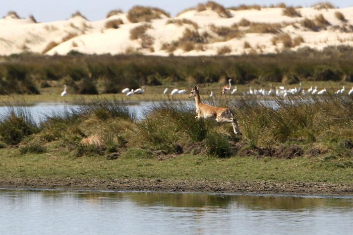 ¿Qué está pasando en Doñana?