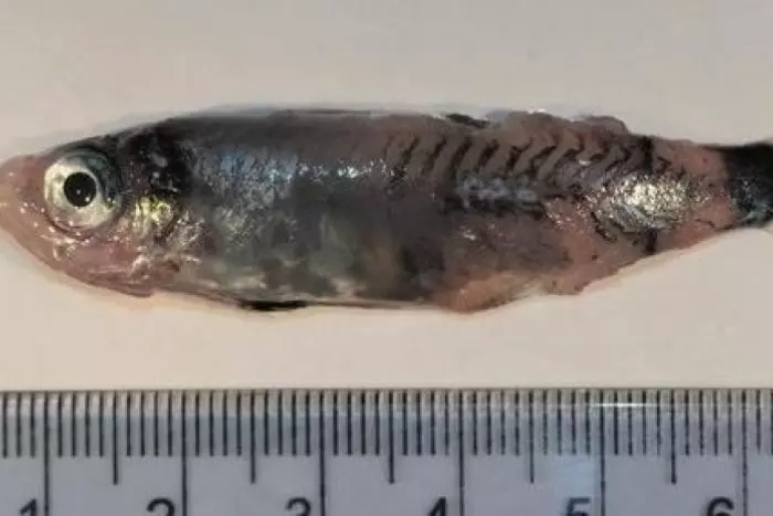 Descubren una nueva especie de pez en el Atlántico norte: el "pez pequeño grande"