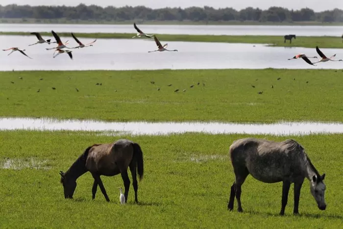 El declive de Doñana hiere de gravedad las poblaciones de aves, anfibios y depredadores