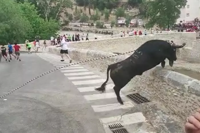 Un toro ensogado es sacrificado en Ontinyent tras saltar un muro y precipitarse desde una altura de 15 metros