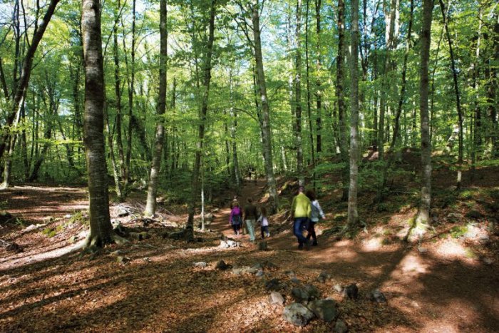 Sis boscos de Catalunya on desconnectar aquest estiu (i refugiar-se de la calor)