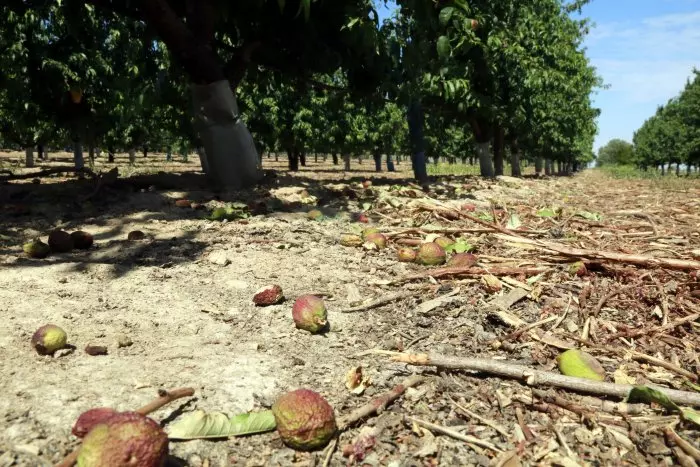 Els empresaris de la fruita alerten que ja hi ha arbres regats pel canal d'Urgell que han perdut tota la collita