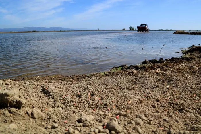 Ecologistes en Acció situa sis punts del litoral català entre els més contaminats i amb pitjor gestió ambiental de l'Estat