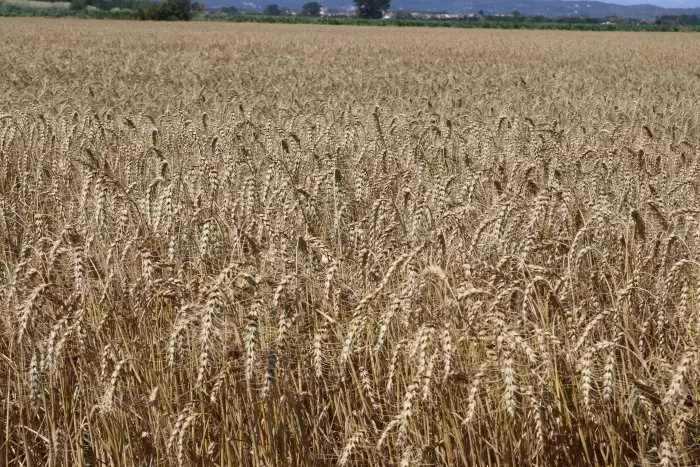 El Govern aprova el segon paquet d'ajuts per la sequera al sector agrari