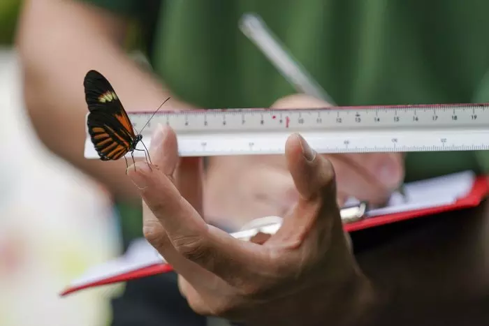 Ciudades sin mariposas por la sequía y el calor