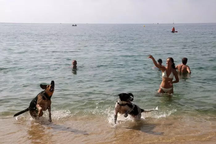 Maresme 'pet friendly': l'aposta de la comarca per atraure visitants