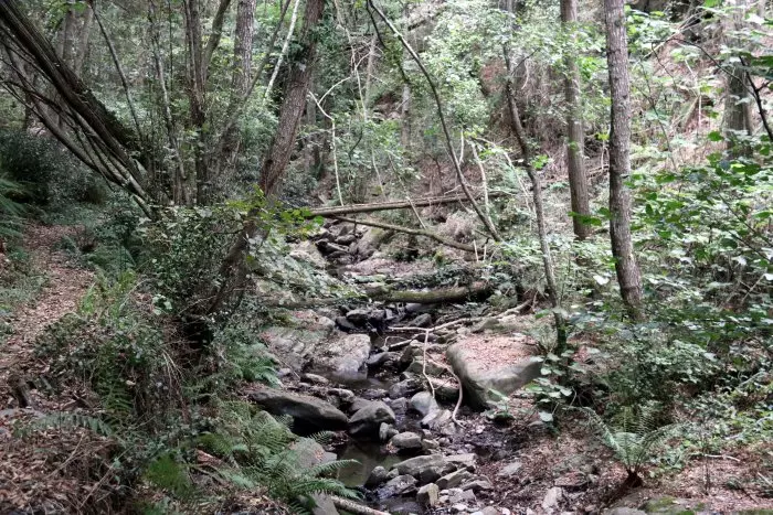 El massís del Montseny pateix amb força els efectes d'una sequera "inèdita"