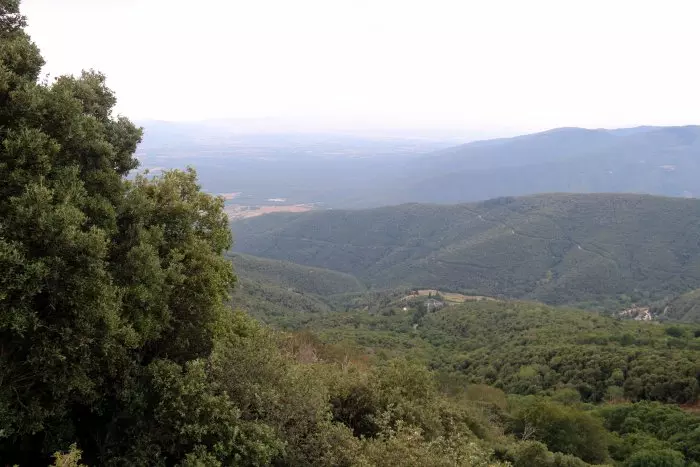 L'extrema sequera provoca estralls a la fauna salvatge i als boscos de Catalunya