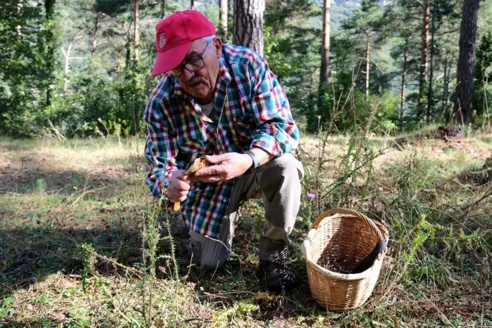 La sequera complica la temporada de bolets al Pirineu: ja perd mitja producció