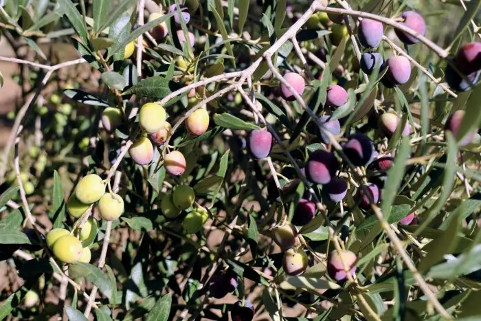 Els pagesos perdran entre el 60% i el 90% de la collita d'oliva per la sequera