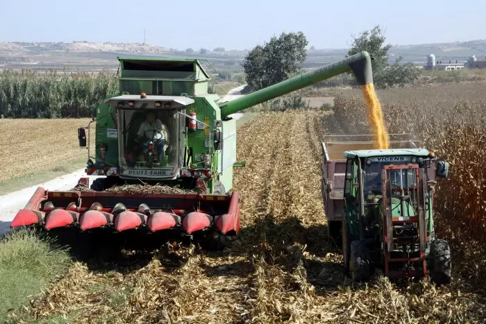 Cau fins a un 60% la collita de blat de moro a Catalunya a causa de la sequera i el tancament del canal d'Urgell