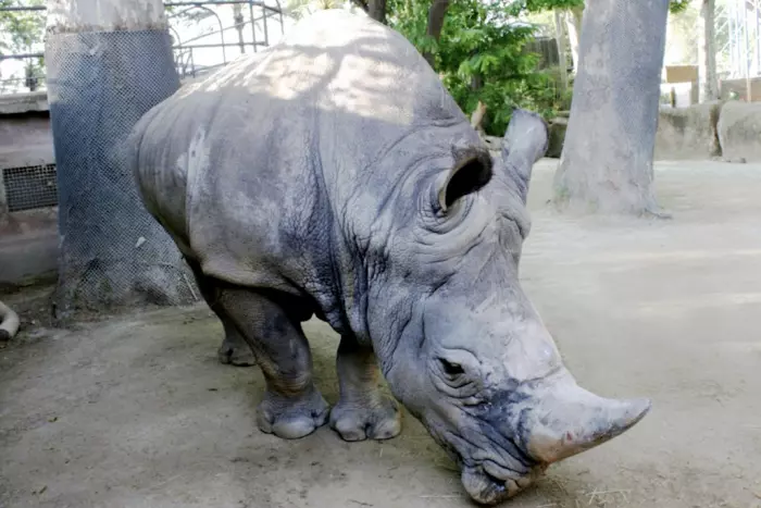 Mor al Zoo de Barcelona el rinoceront blanc més longeu d'Europa