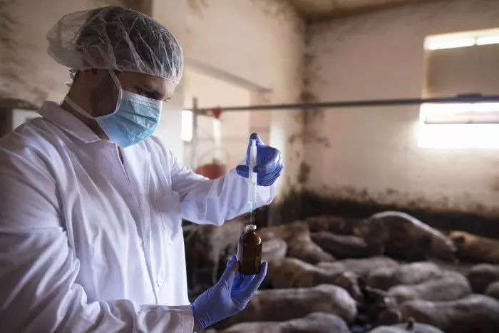 El cuidado de las granjas y la vigilancia, claves para evitar el contagio masivo de la gripe porcina a los humanos