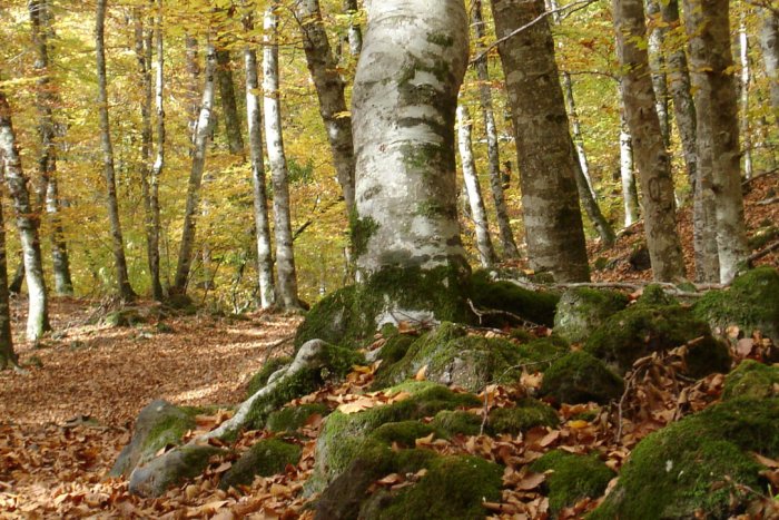 Set joies naturals de Catalunya que mereixen una excursió