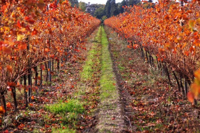 DO Costers del Segre: el vi de les terres lleidatanes