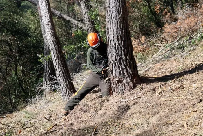 Crecen las peticiones para talar arbolado muerto en Catalunya ante el riesgo de una campaña de incendios muy dura