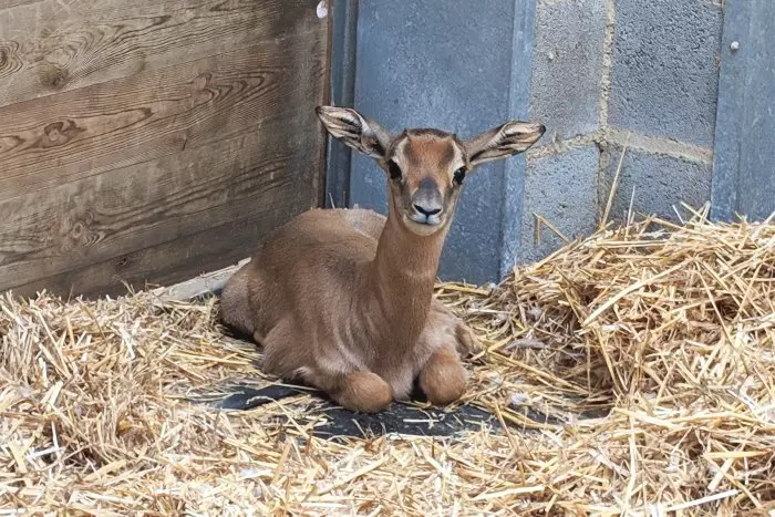 Neix al Zoo de Barcelona una gasela dama mohor, una espècie en perill d'extinció