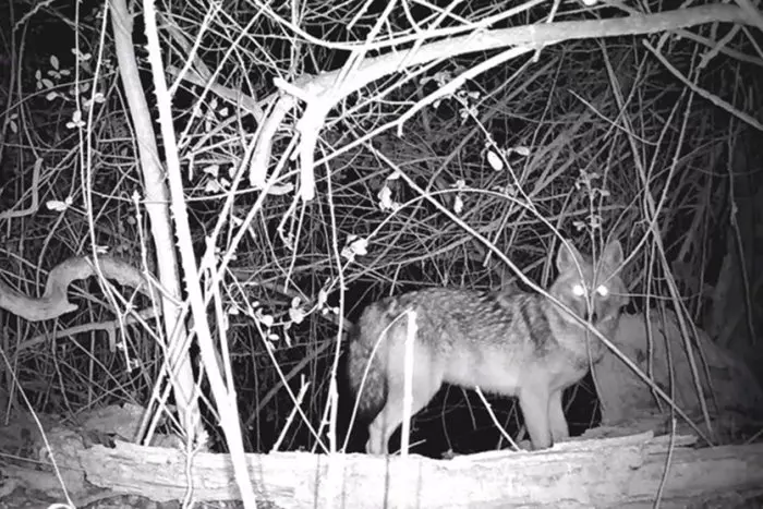 Un lobo asentado, un chacal dorado de paso y un lince en espera: los depredadores llegan al valle del Ebro