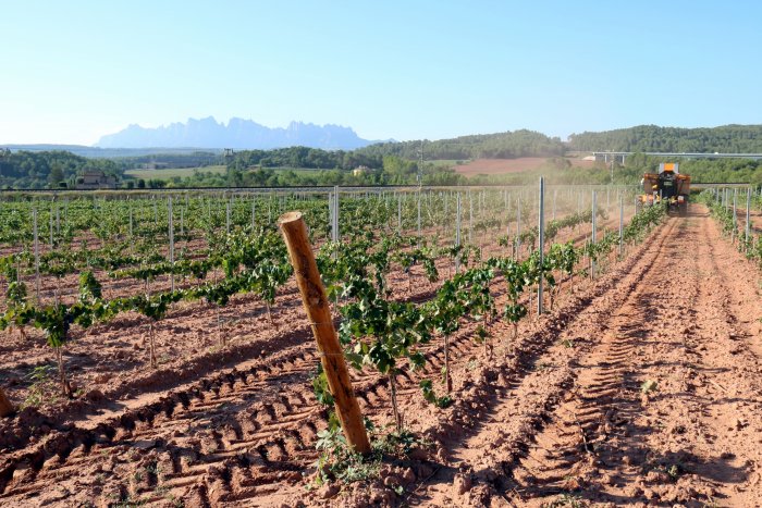 Set rutes entre vinyes per descobrir els millors vins de les DO catalanes