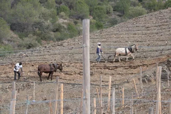 Les mules tornen a llaurar els costers de vinya del Priorat: una alternativa ancestral i ecològica a la mecanització
