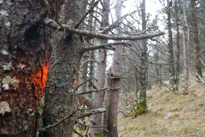 Catalunya farà tales selectives d'arbres per incrementar l'aigua als embassaments