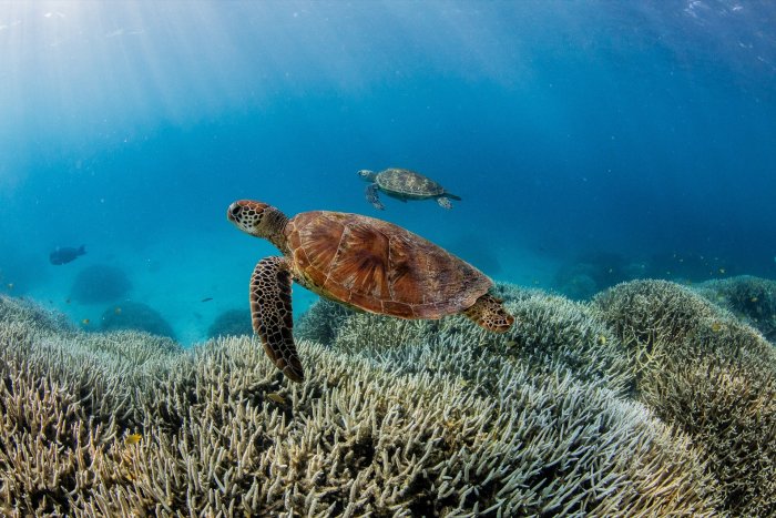 El colapso de las corrientes oceánicas, una grave amenaza que podría transformar el mundo de manera radical