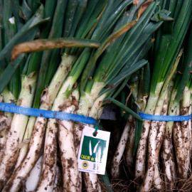 Manat de calçots d'un productor de la IGP Calçot de Valls
