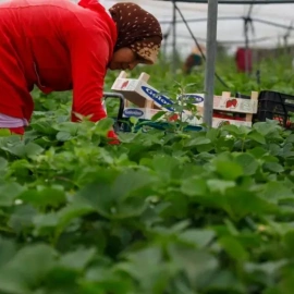 Una trabajadora marroquí durante su jornada en la recogida de fresas en una plantación de Huelva.