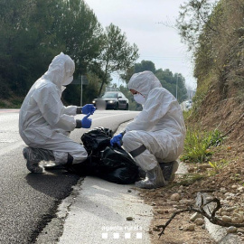 Efectius del cos d'Agents Rurals treballant al Parc Natural de Collserola per detectar casos de pesta porcina africana