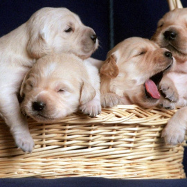 Cachorros de golden retriever.