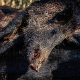 Un porc senglar mort