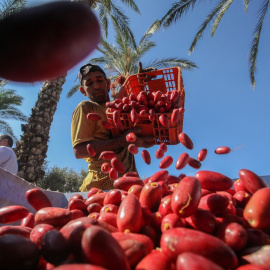 Un agricultor palestino vaciando una cesta de dátiles, el 24 de septiembre de 2019.