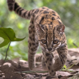 Imagen del gato tilcayo, la nueva especie de felino descubierta en la ecorregión de los bosques de las Yungas, Bolivia.