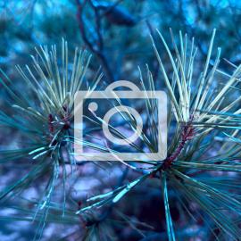 Björk actuará en Madrid en septiembre