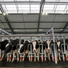 Vacas lecheras estabuladas en una granja. EFE