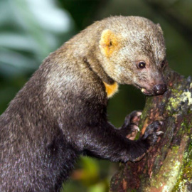 La tayra esconde sus plátanos para recuperarlos una vez que han madurado.  Foto: Ulrich Peters/Flickr