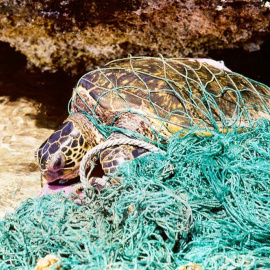 Al quedarse enredadas en el agua, tortugas no pueden subir a respirar. NOAA PIFSC/Flickr, CC BY