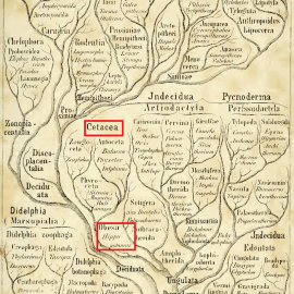 Detalle del árbol evolutivo de los mamíferos que Ernst Haeckel publicó en Generalle Morphologie der Organismen, George Reimer (1866)