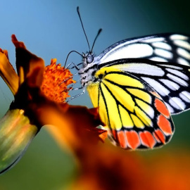 Una mariposa común de Jezabel (Delias eucharis) se alimenta del néctar de una flor en Jammu, India. EPA-EFE/Jaipal Singh