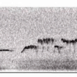 Una representación de vocalizaciones ultrasónicas de una mujer en respuesta a la estimulación del clítoris. Los diferentes patrones que se muestran están asociados con efectos positivos.