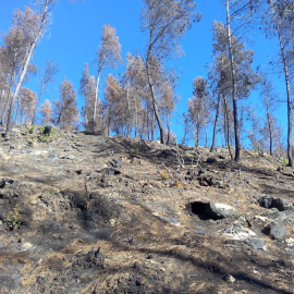 Paisaje postincendio. Daniel Moya, Author provided